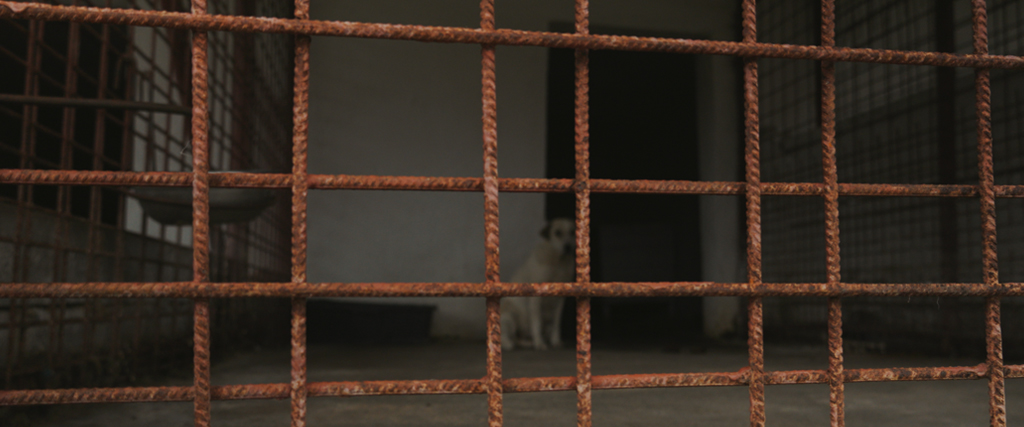 Cadru cu un câine la adăpostul public din Hunedoara. Cadrul a fost filmat de autor pentru filmul Straying home.