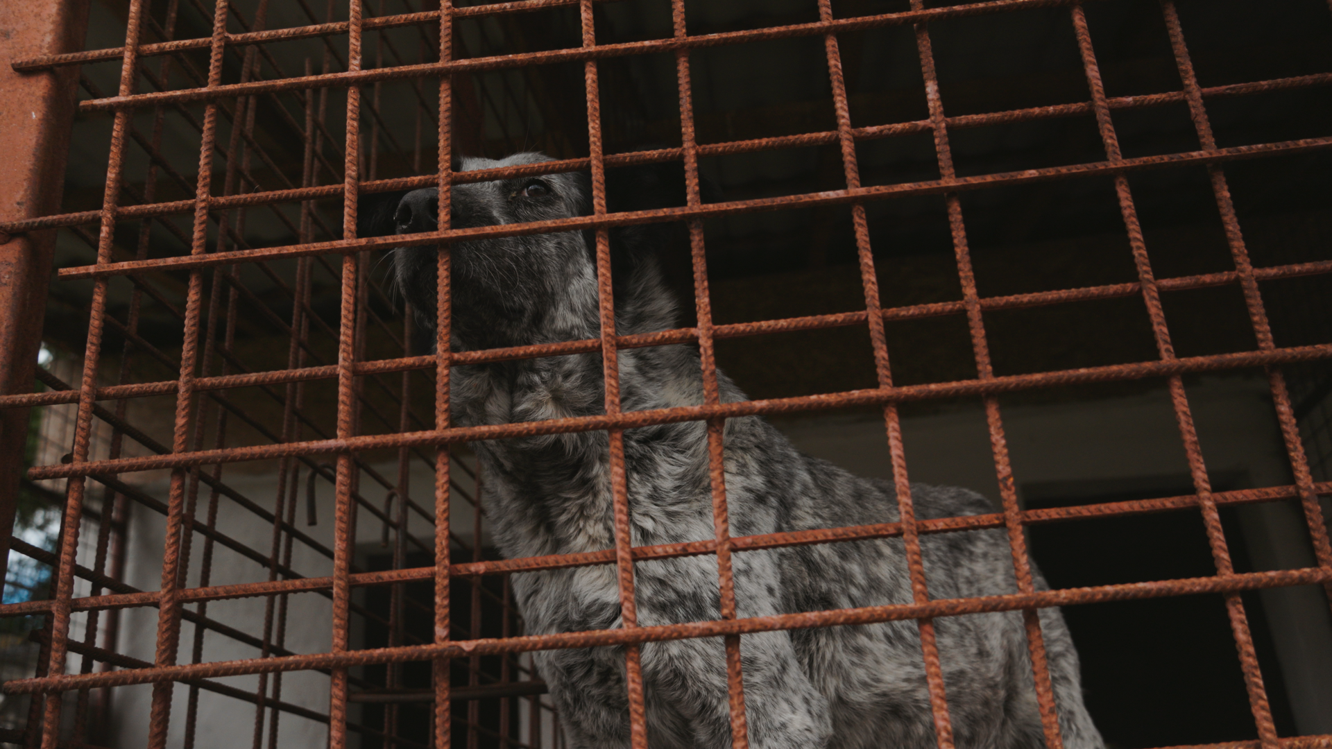 Cadru cu un câine la adăpostul public din Hunedoara. Filmat de autor pentru filmul Straying home.