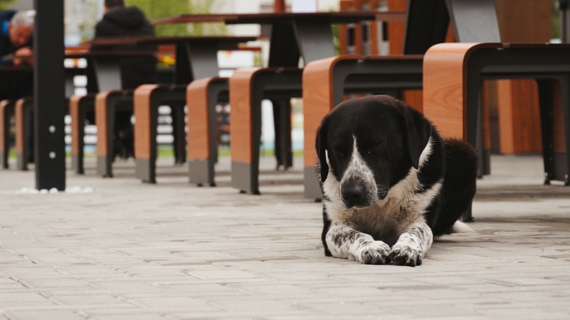 Cadru cu un câine care se relaxează liniștit în spațiul public. Filmat de autor pentru filmul Straying home.