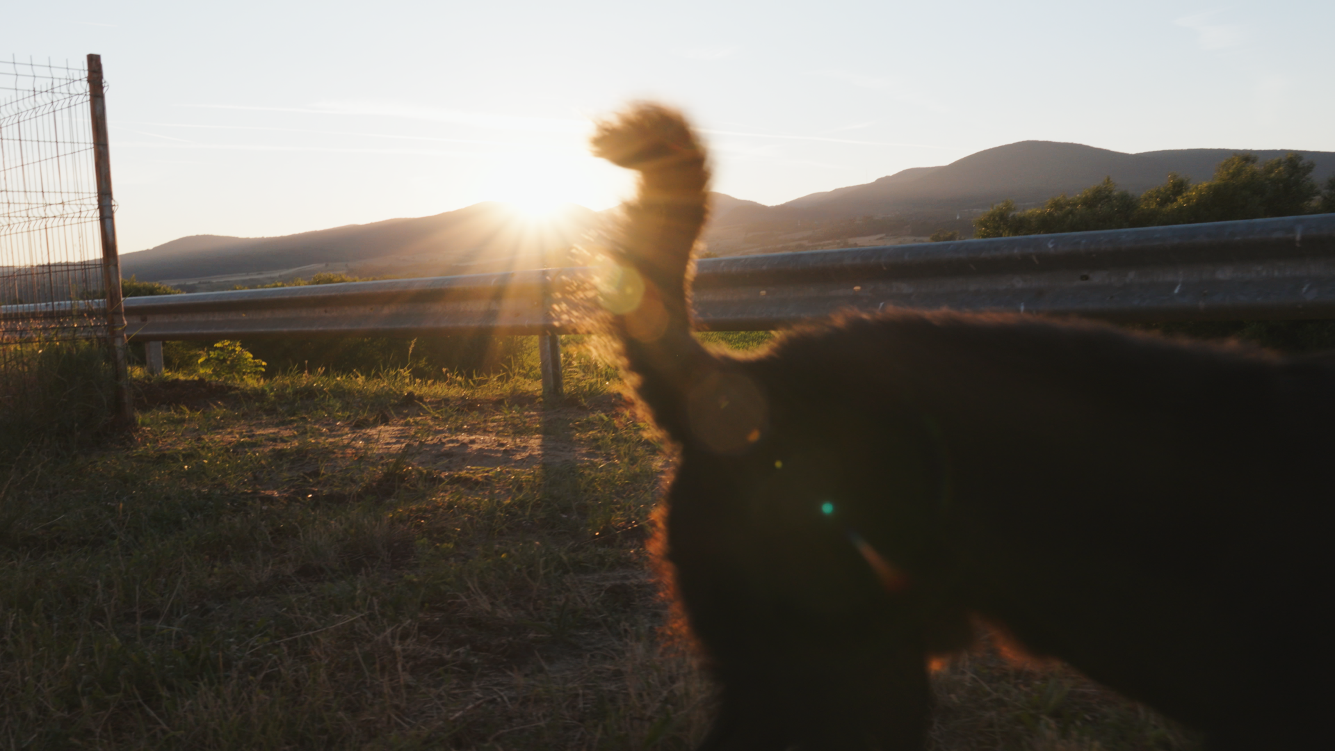 Cadru cu un câine undeva la ieșirea dintr-un oraș. În poză se vede doar coada acestuia. Filmat de autor pentru filmul Straying home.